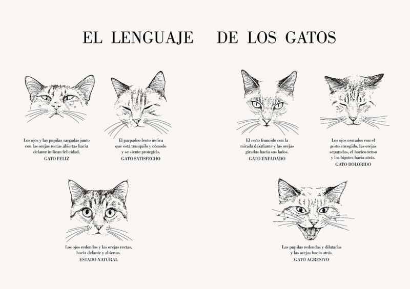 Historia de un gato | Laura Agustí